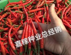 目前泰国最前沿的艳红辣椒品种—泰国香艳