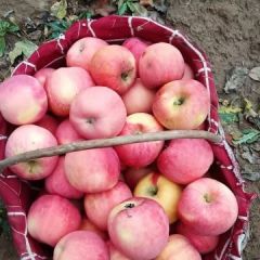 延安苹果，无痕，