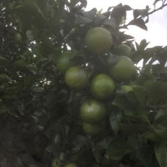 广西红江橙12345