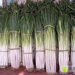 出售滕州长白大葱和铁杆钢葱