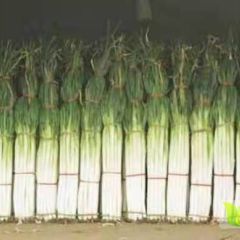 出售优质长白大葱和铁杆钢葱，