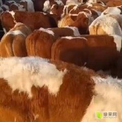 山西省忻州市忻府区低价出售各种优良品种肉牛牛犊