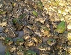 大量人工养殖黑斑蛙出售（种苗）