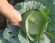 嘉鱼潘家叶涛9月平包甘蓝