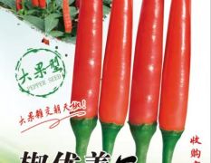 高产抗病新一代大果型艳红朝天椒---椒优美！