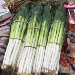 正宗章丘女郎山大葱种植基地