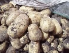 大量出售内蒙古牙克石黄心土豆