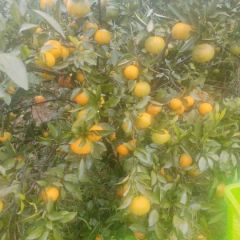 宜昌蜜橘熟了可以大量上市了