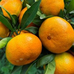 湖北高山蜜桔，特早蜜桔，果园看货现摘直发，品质保障