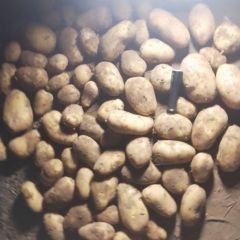 内蒙土豆大量出库