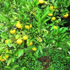 四川资阳市雁江蜜桔