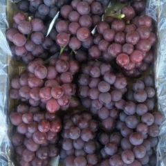 卢龙冷库巨峰葡萄，串大粒大口感好，不掉粒，保质保量