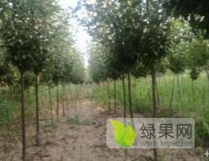 2-6公分李子树 核桃树 山楂树 柿子树 苹果树