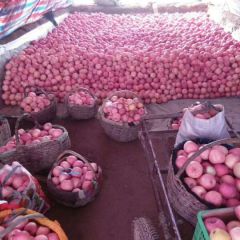 旬邑红富士优质产区