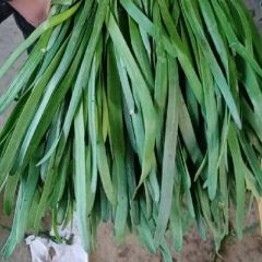甘肃万亩韭菜基地直发