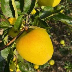 甘肃特产黄元帅大量上市