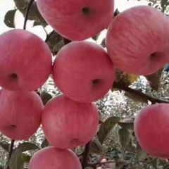 陕西红富士苹果行情报价