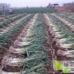 辽宁优质大葱现已大量上市