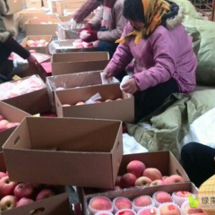 宁夏中宁苹果代办代收-宁夏中卫红富士苹果产地