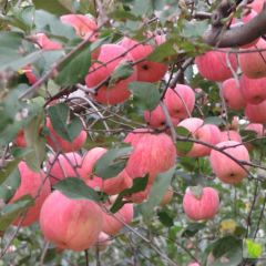 宁夏中卫市纸袋苹果宁夏红富士苹果代办代收