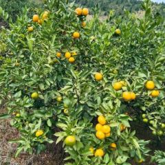 城固柑橘代办合作社