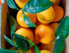 纽荷尔脐橙，对接电商，市场，社团，大型超市直供