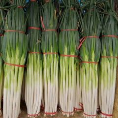 章丘大葱二皮棵选自产自销