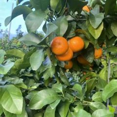 2021年广西南宁砂糖橘沃柑脐橙蜜桔代办联系方式