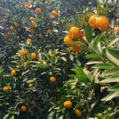 柑桔，本地早，棉橘！