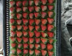 南通最大草莓供应商 只做精品