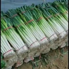 山东临沂费县刚葱