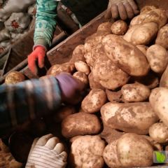 土豆原种  本社出售土豆原种:226，ⅹ6，雪川红