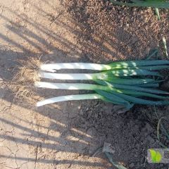 周口淮阳铁杆大葱上市了。