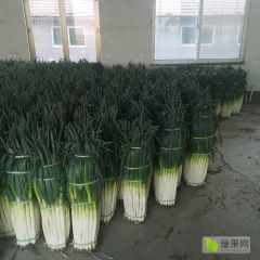铁杆大葱毛葱净葱大量现货供应代发货