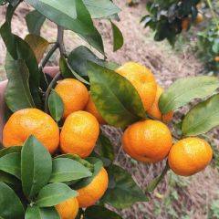 广西省梧州市大量沙糖桔渐渐上市