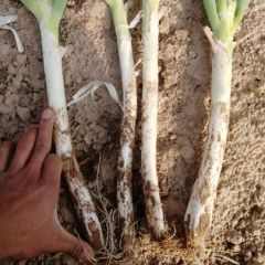 铁杆大葱、鸡腿葱