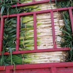 供应优质长白大葱，社会葱