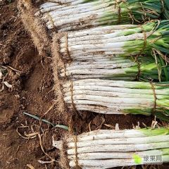 大量供应长白大葱，欢迎各位来电