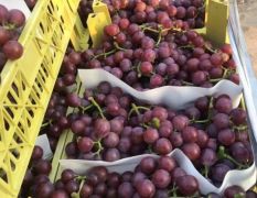 河北省精品优质巨峰葡萄