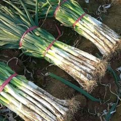 山东安丘产地供应优质长白大葱梧桐葱