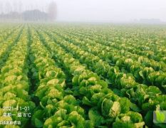 大白菜87……114和秋宝自产量大