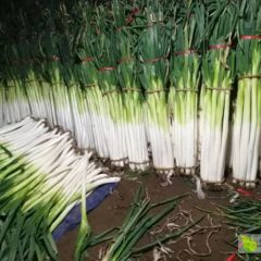 料实材真，正宗章丘大葱