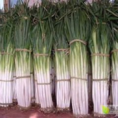 出售滕州长白大葱和铁杆钢葱。