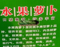 即墨区政豪农场小紫樱青罗卜大量上市中