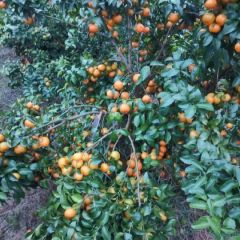 最早荔浦沙糖桔上市了。