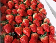 江苏邳州草莓大量供应批发，欢迎客商前来采购