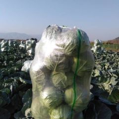 本地甘蓝已经上市，有需求的老板可以联系我