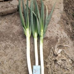 优质铁杆大葱诚信代办