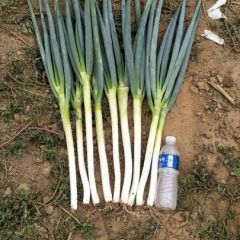 隆尧县优质铁杆大葱大量上市 葱白长 量大