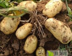 自产优质土豆（V7、华硕7、川影）